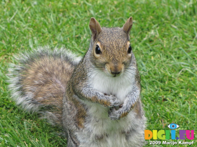 SX06611 Grey Squirrel (Sciurus carolinensis) close-up